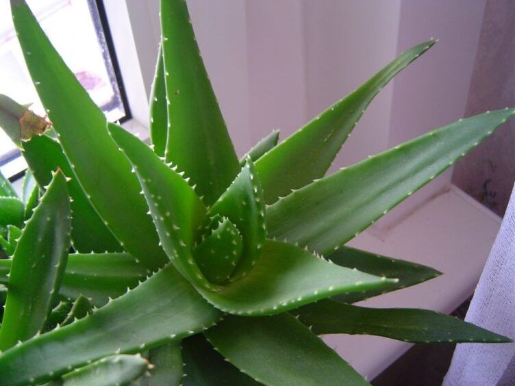 aloe e kalanchoe contra verrugas
